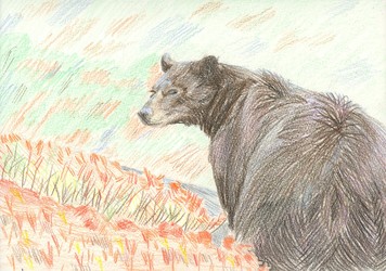 American Black Bear