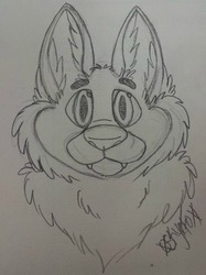 Canine Head Sketch