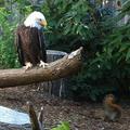 Bald Eagle with a Squirrle: Make Your Own Caption
