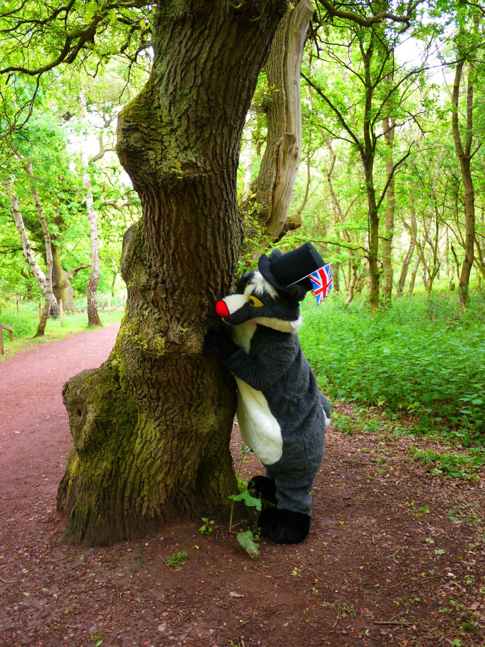 Brok the Badger peeking from behind a tree