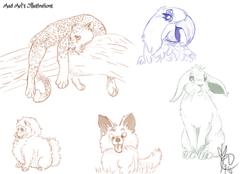 Animal Sketches