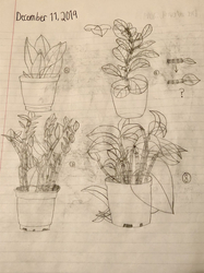 Plant Drawings #2