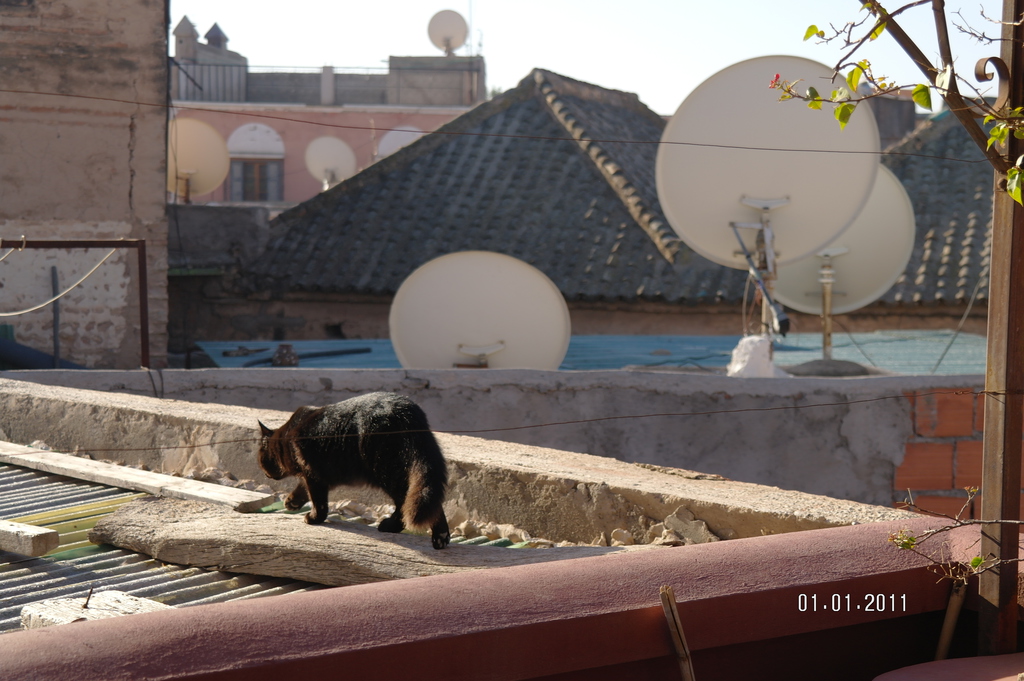 Cats of : Morocco Marrakesh #13