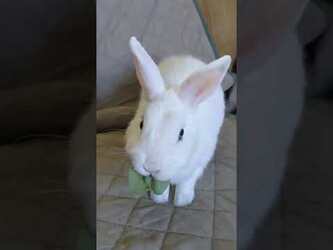Basil Day for my Rabbit, Ginger [Video]
