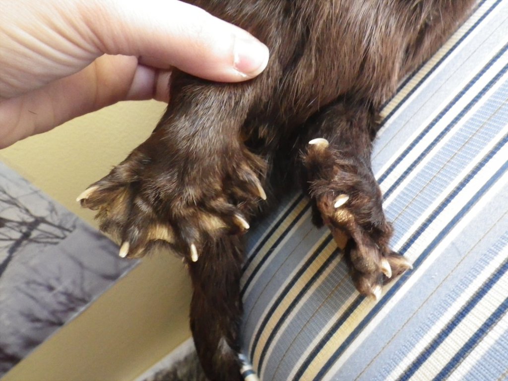 Otter Paws!