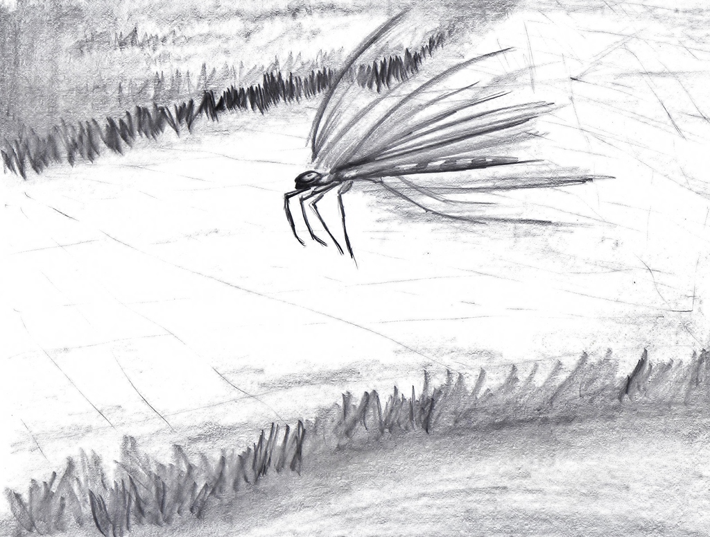 Dragonfly--Speedsketch