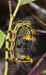 Yellow-necked Caterpillar