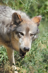 Wolf With Dropped Jaw