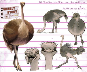WeeklyStudies V3 #30 Ostrich