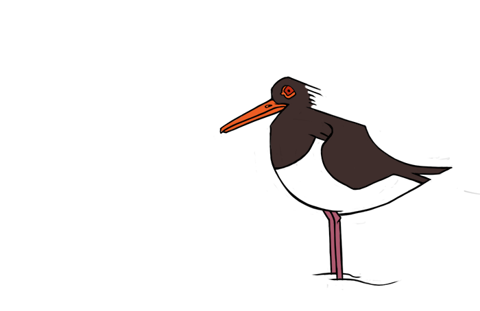 Most recent image: Pied Oystercatcher
