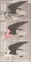 Reference - Dutch Angel Dragon Anatomy