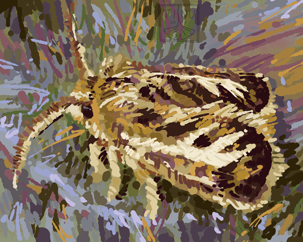 antler moth