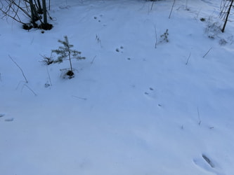 Rabbit Tracks in the Snow