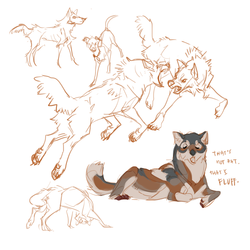 Canids