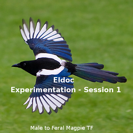 Experimentation - Session 1 - Male to Magpie TF 