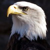 avatar of eagleboy