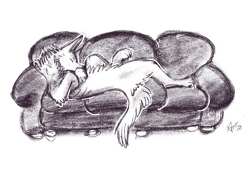 Cozy Couch Coyote