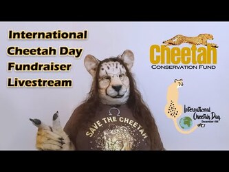 International Cheetah Day 2022 Fundraiser Livestream Promo