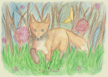 Little Wild Fox