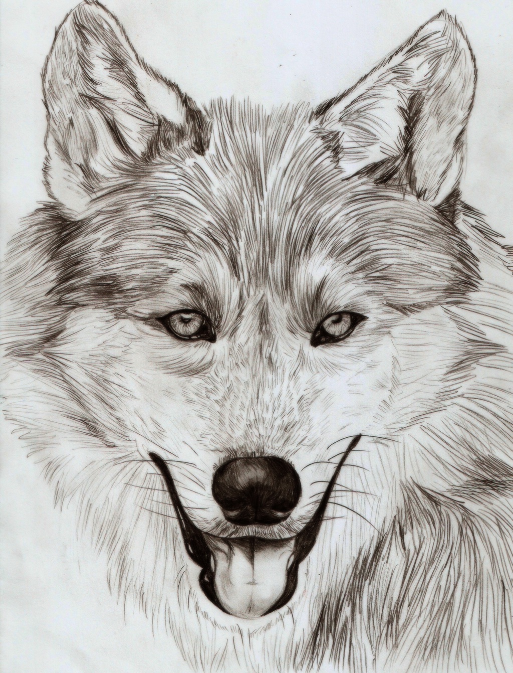 Wolf Pencil Sketch
