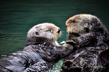 Otter Hugs