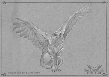 Daily Gryphon Challenge 06: russian blue and grey falcon