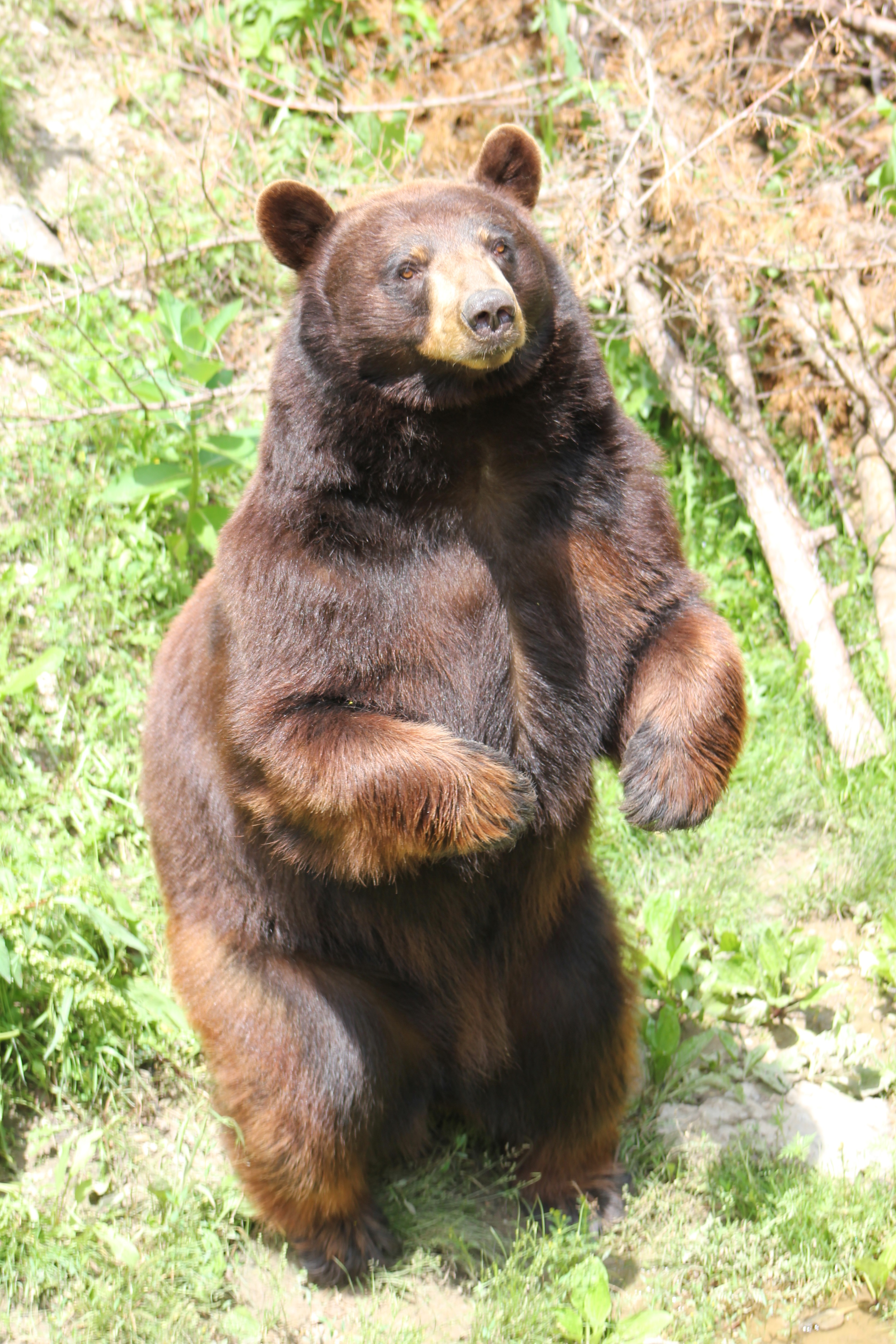 Standing Bear 2 — Weasyl