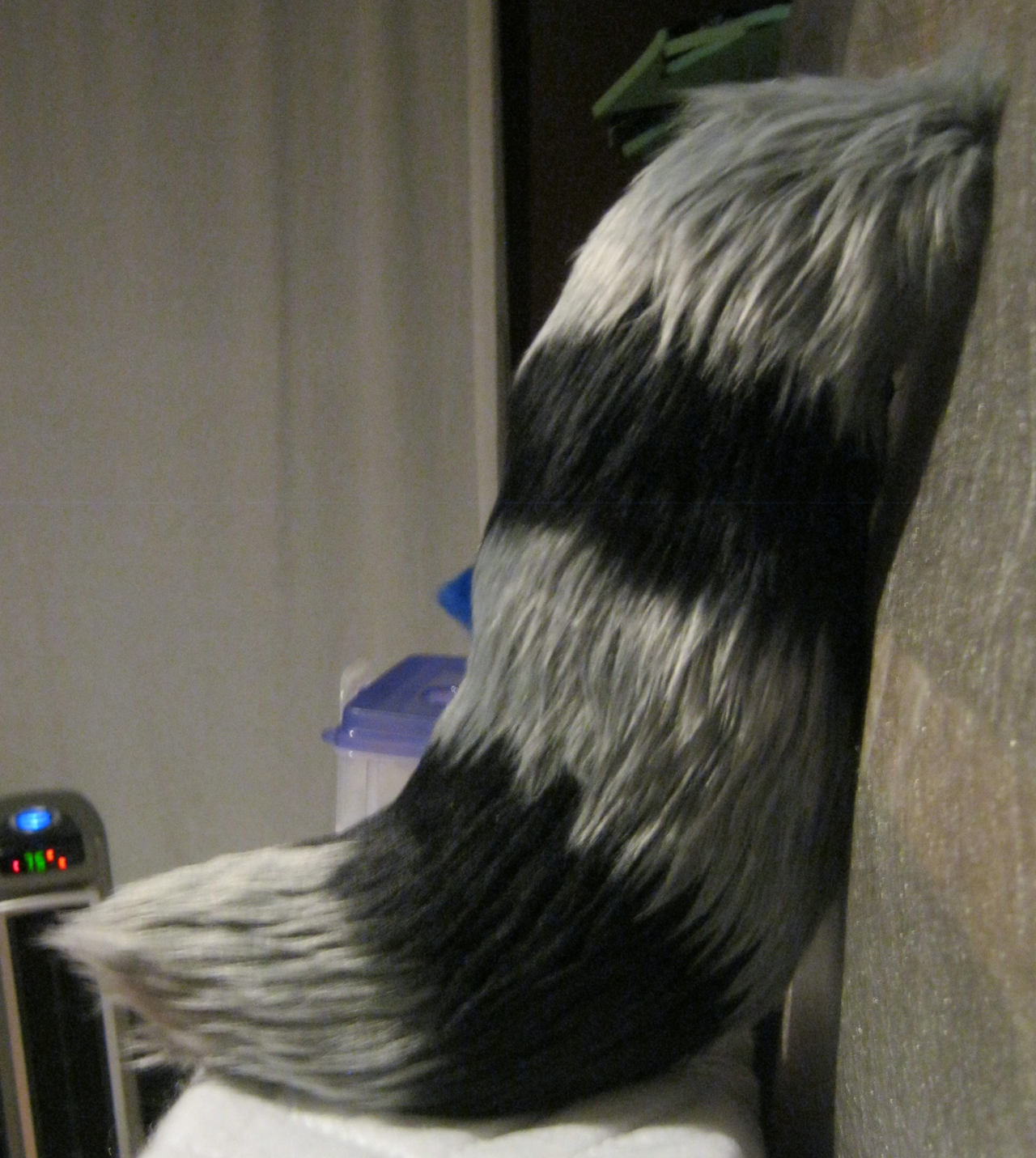 CO: raccoon tail. 